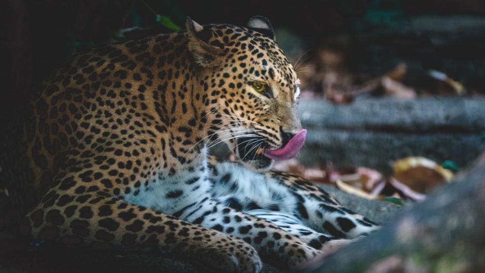 Jaguar Majesty in the Wilderness wallpaper