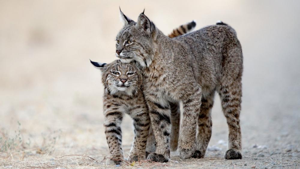 Lynx Companionship in the Wild wallpaper
