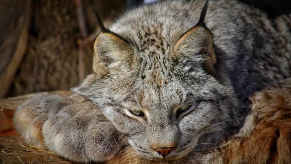 Lynx Resting in Winter Sunlight wallpaper