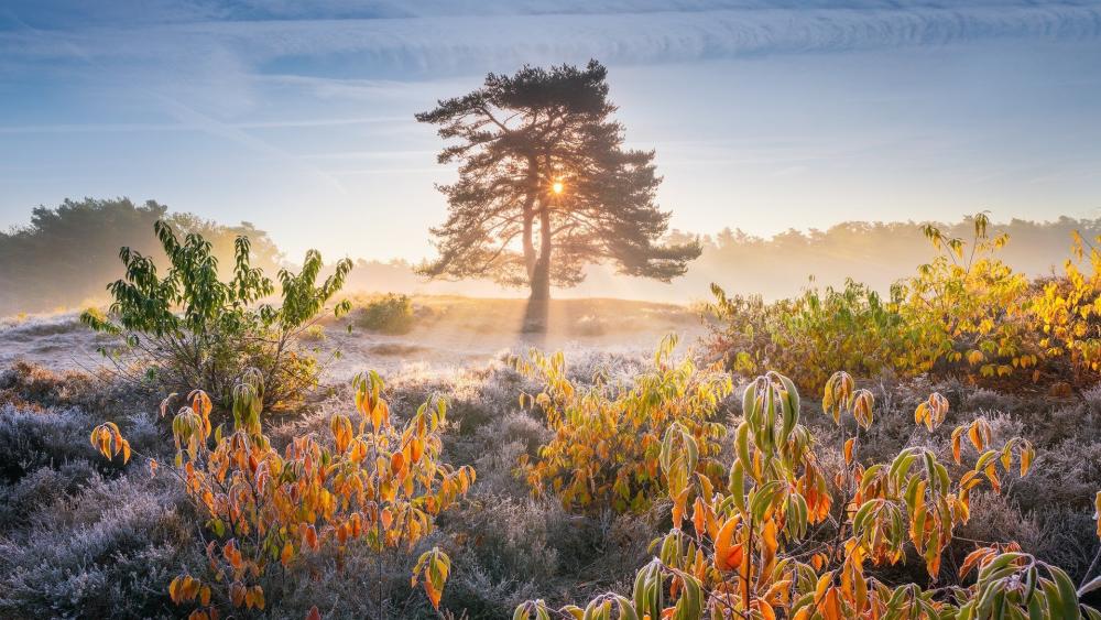 Golden Morning Glow in Frosty Autumn Landscape wallpaper