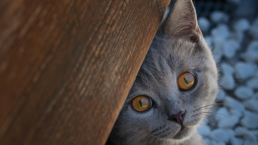 Grey British Shorthair's Curious Glance wallpaper