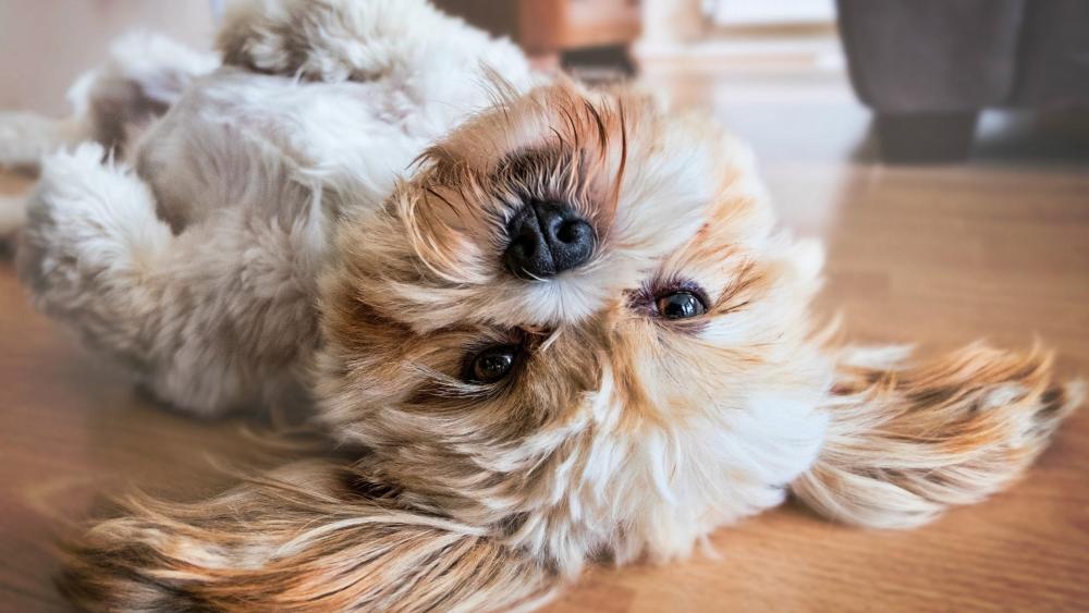 Lhasa Apso's Playful Pose and Cuddly Charm wallpaper