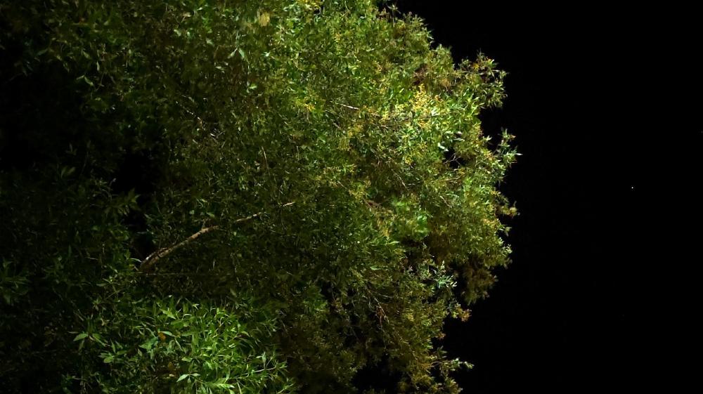 Enchanting Nighttime Canopy of Greenery wallpaper