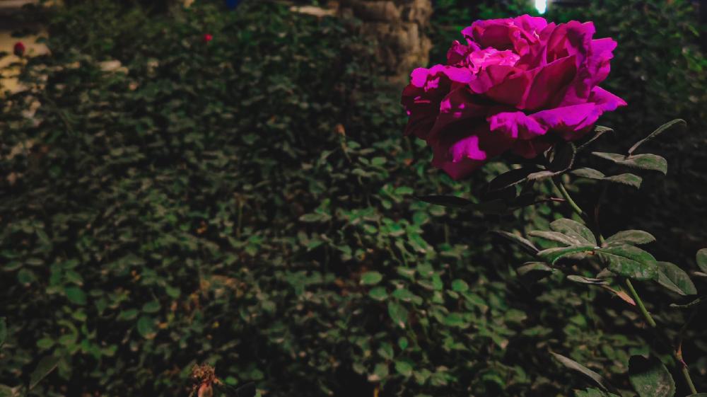 The beauty of solitude shines through a vibrant bloom wallpaper