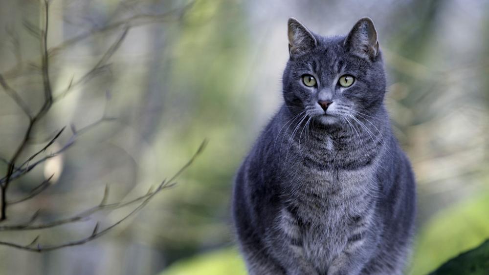 Majestic Grey Cat in Nature's Embrace wallpaper