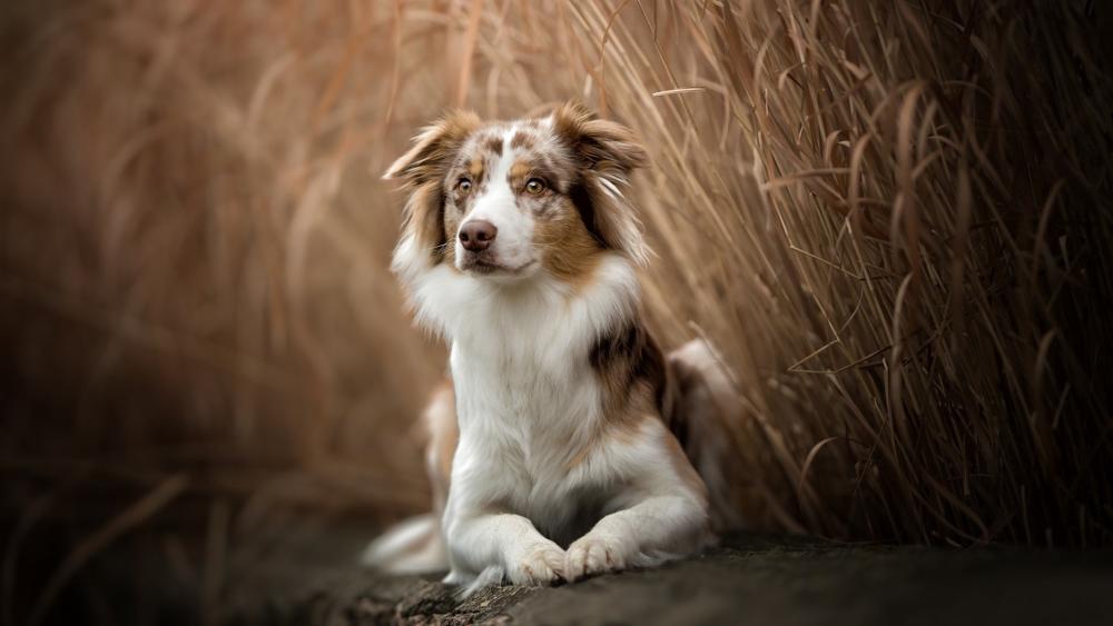 Majestic Border Collie in Golden Fields wallpaper