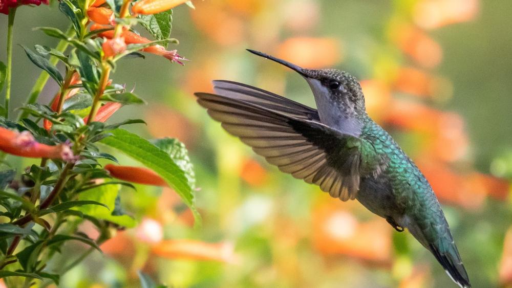 Vibrant Hummingbird in Flight wallpaper