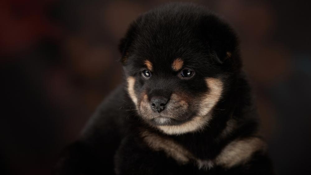 Shiba Inu Puppy in Warm Light wallpaper