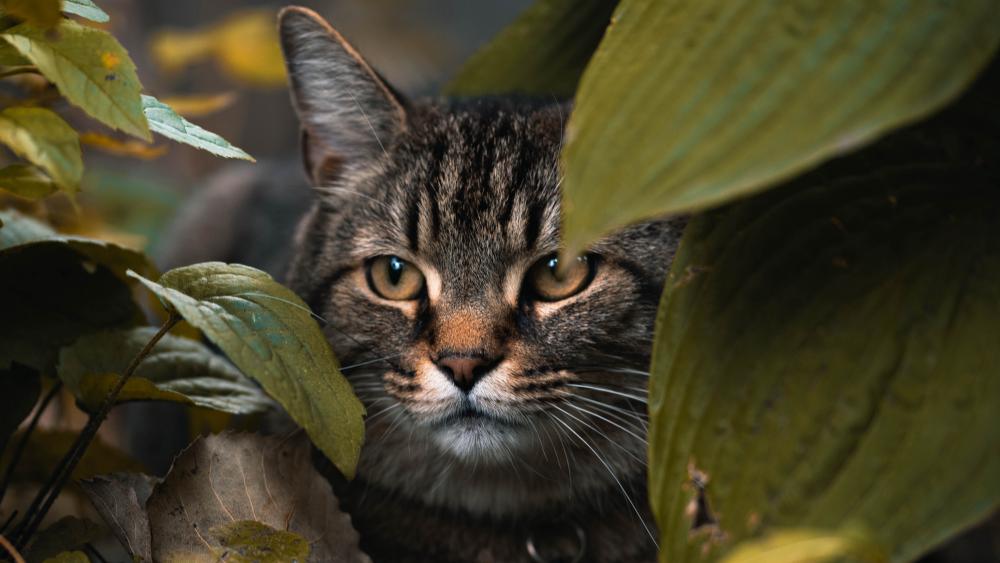 Curious Cat Hidden Among Leaves wallpaper
