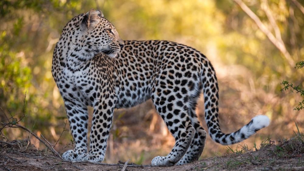 Majestic Leopard in Natural Habitat wallpaper