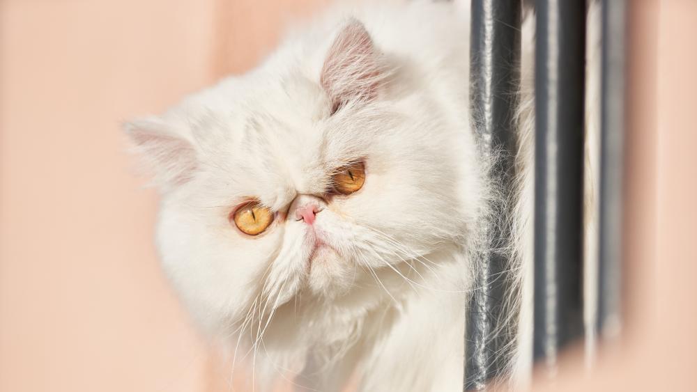Fluffy White Cat with Intense Eyes wallpaper