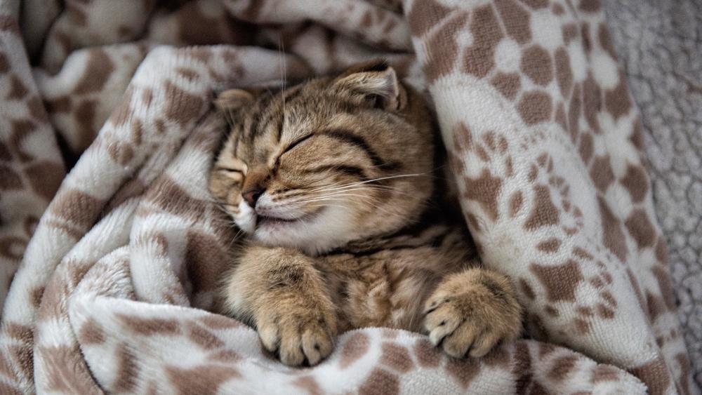 Cozy Cat Wrapped in Soft Blanket wallpaper