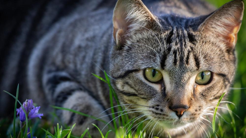Curious Cat in Nature's Embrace wallpaper