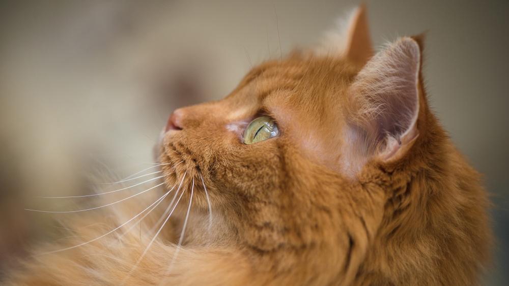 Majestic Ginger Cat Portrait wallpaper