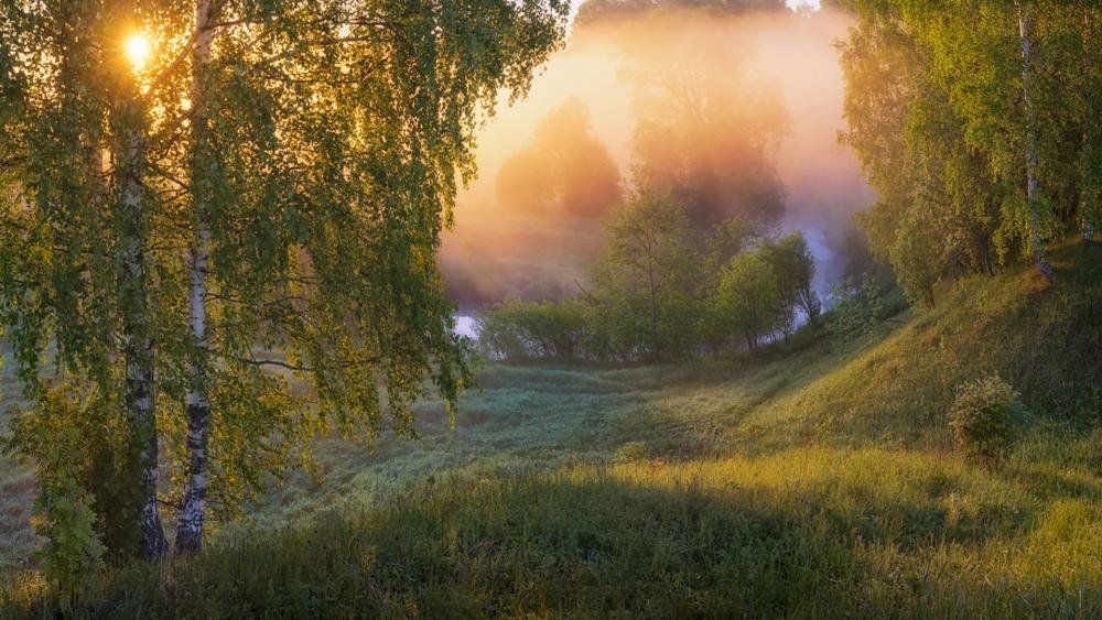 Serene Morning Mist in Nature's Embrace wallpaper