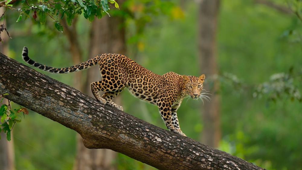 Graceful Leopard in Nature’s Embrace wallpaper