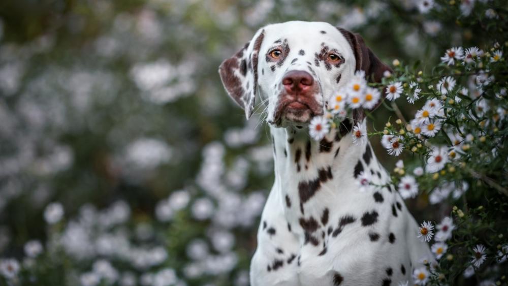 Charming Dalmatian Surrounded by Flowers wallpaper