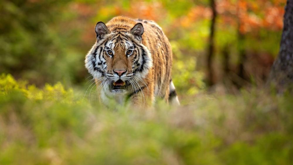 Majestic Tiger on the Prowl Amidst Nature's Colors wallpaper