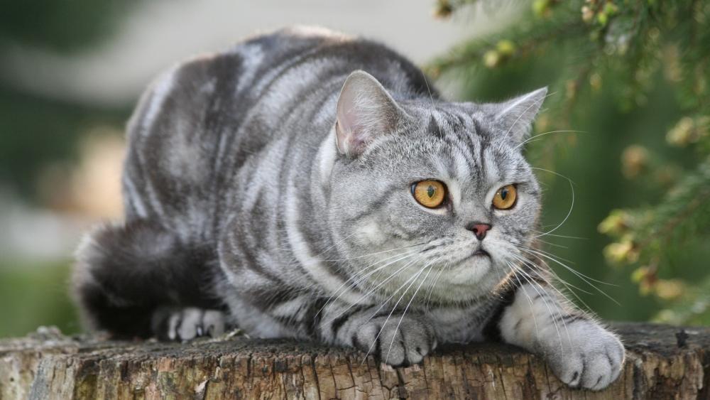 Playful Gray Tabby Cat on a Log wallpaper