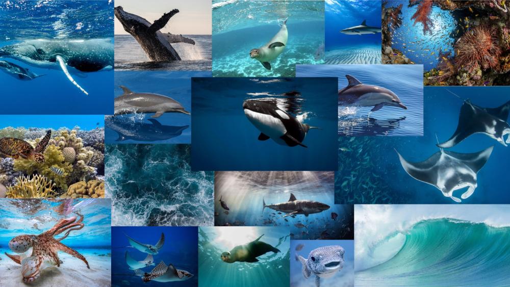Majestic Ocean Life Showcase wallpaper
