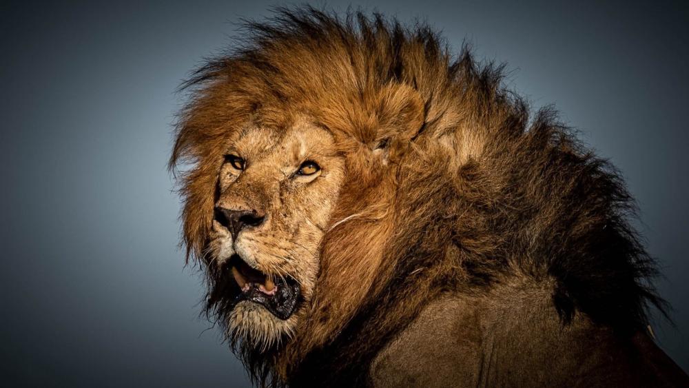 Majestic King of the Jungle wallpaper
