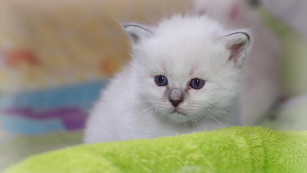 Fluffy White Kitten on Soft Green Blanket wallpaper