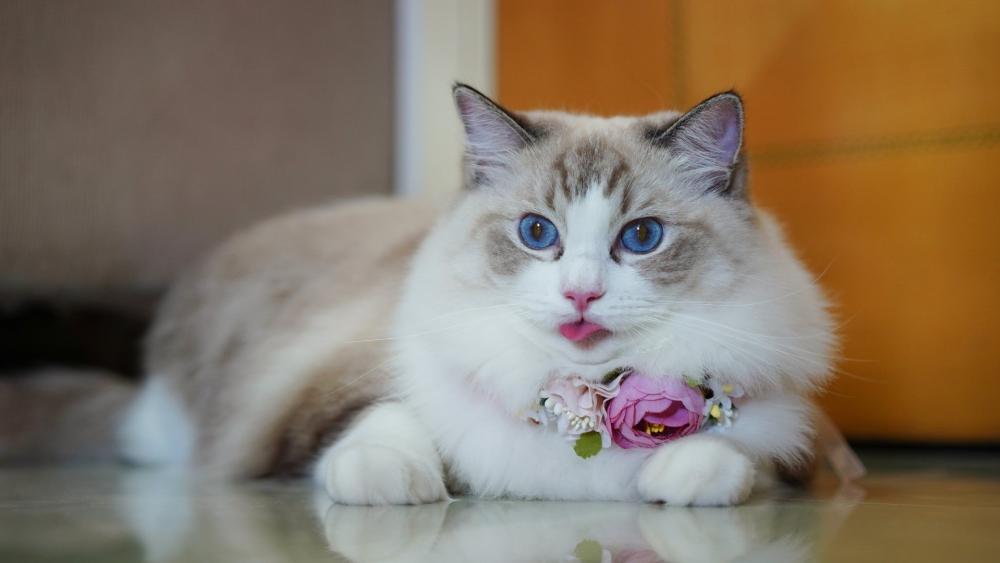 Charming Cat with Floral Accessory wallpaper