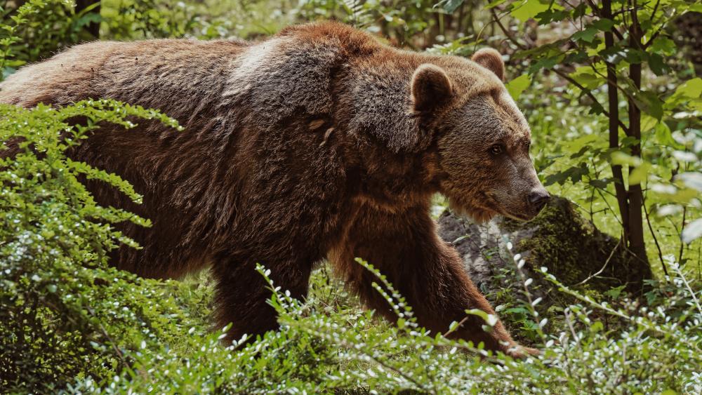 Majestic Bear in Tranquil Forest Setting wallpaper