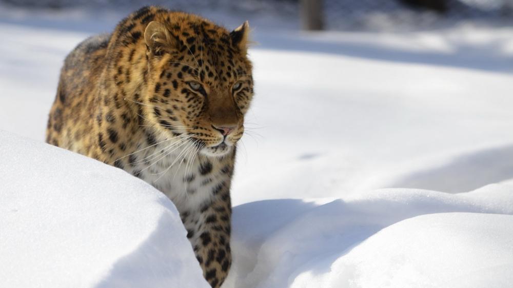 Majestic Leopard in Snowy Wilderness wallpaper