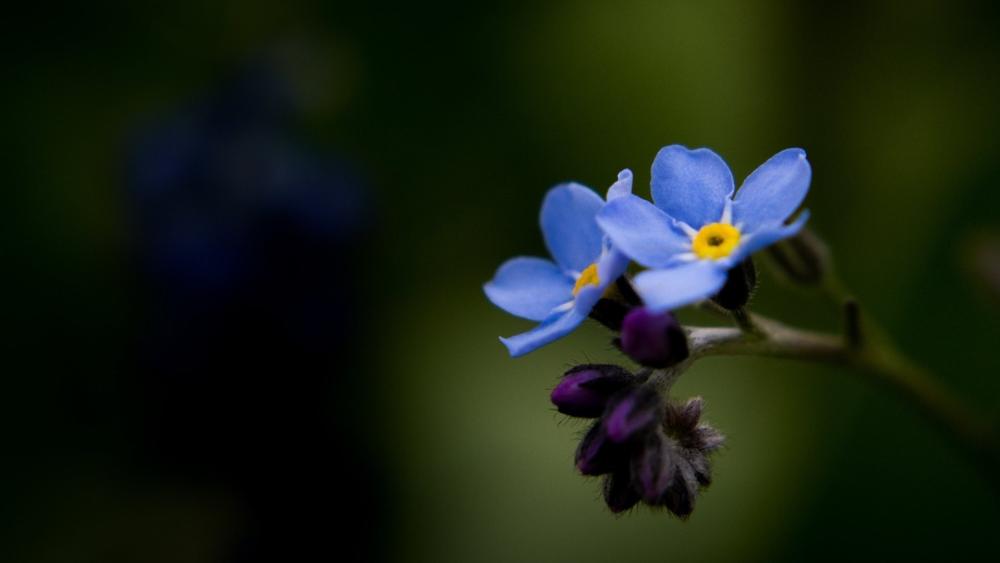Delicate Blue Blooms Against Lush Green Background wallpaper