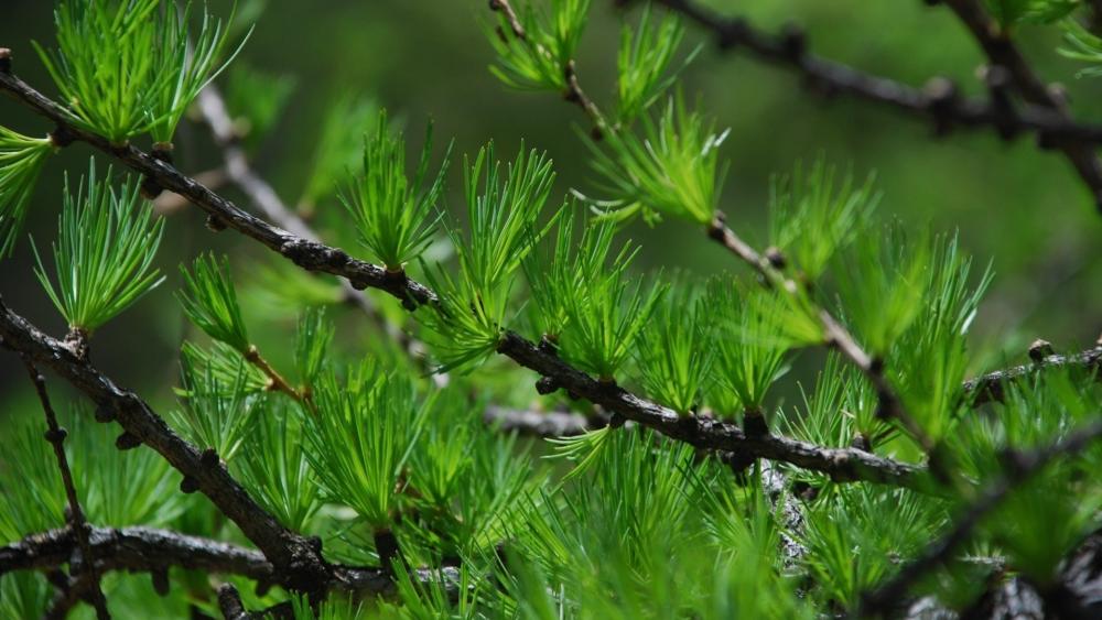 Lush Green Pines in Nature's Embrace wallpaper