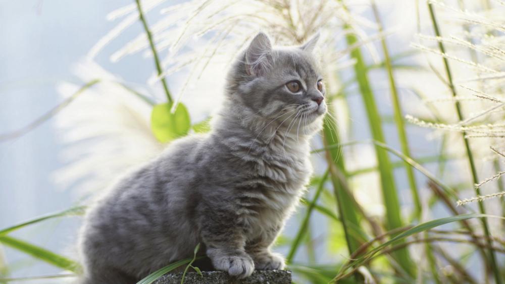 Playful Gray Kitten Surrounded by Nature wallpaper