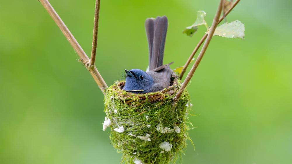 Serenity in Flight: Bluebird Nesting Gracefully wallpaper