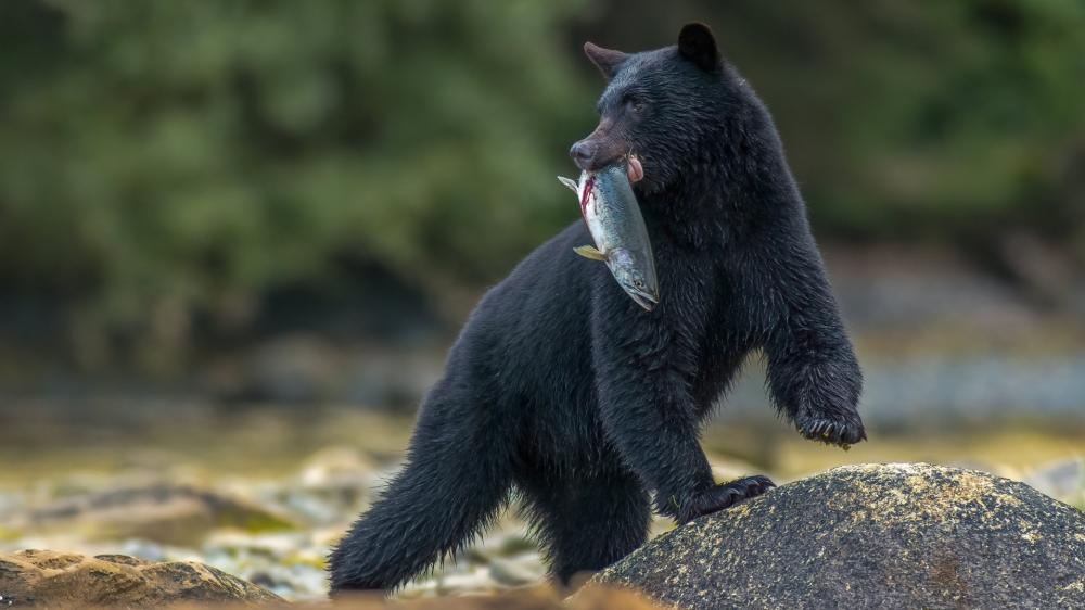 Wild Black Bear on Riverbank with Fish Catch wallpaper