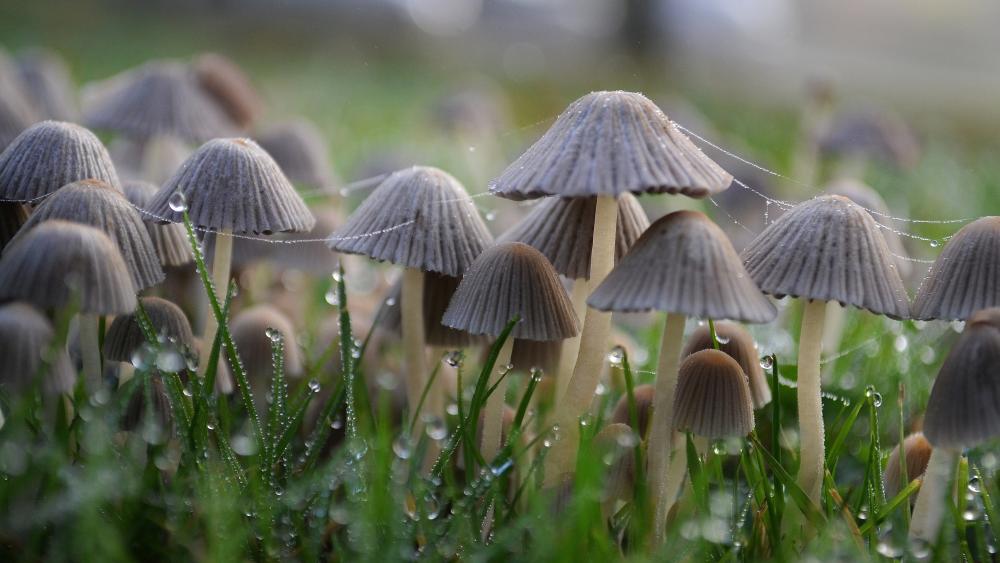 Misty Morning Mushrooms in Dewy Grass wallpaper