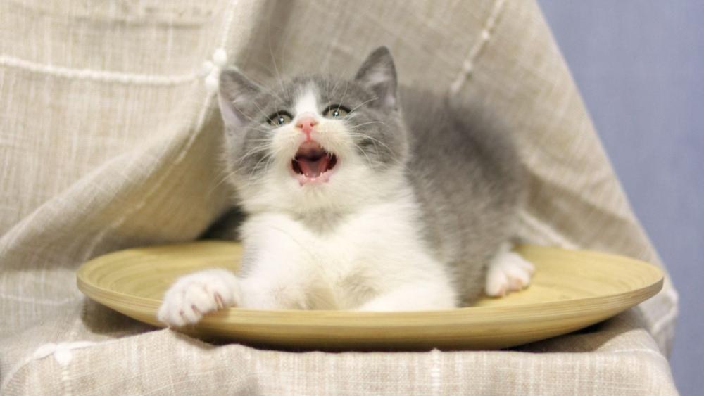 Adorable Kitten Having Fun in a Bowl wallpaper