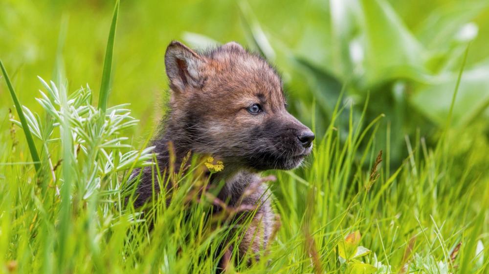 Playful Wolf Pup in Nature's Embrace wallpaper