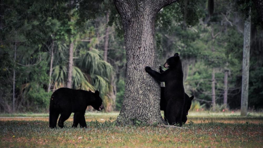 Majestic Bears in their Natural Habitat wallpaper