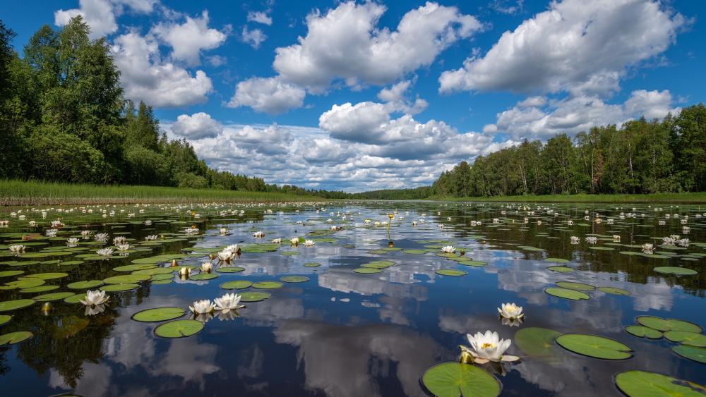 Tranquil Reflections on a Serene Pond wallpaper
