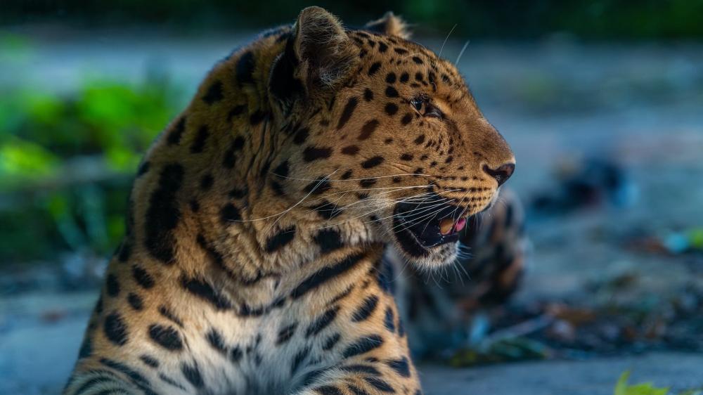 Majestic Leopard in Nature's Embrace wallpaper