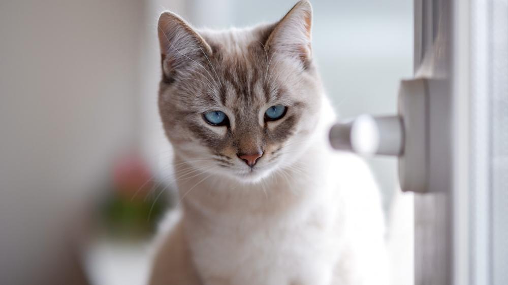 Elegant Cat with Mesmerizing Blue Eyes wallpaper