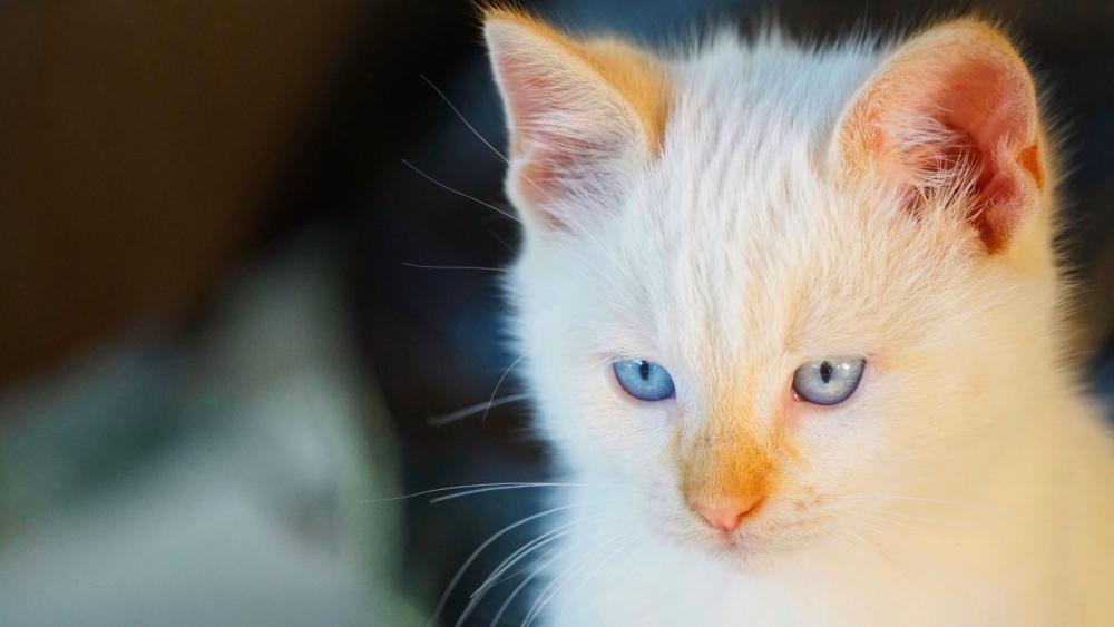Cute White Kitten with Striking Blue Eyes wallpaper