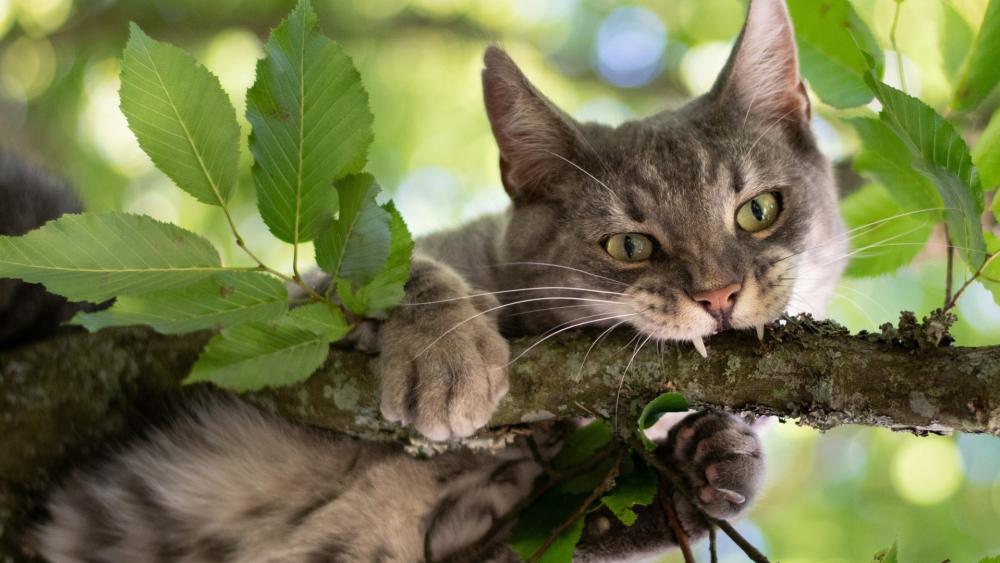 Playful Cat Relaxing in Nature's Embrace wallpaper