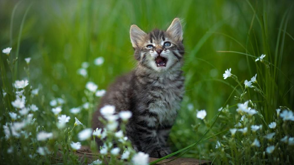 Playful Kitten Among Flowers wallpaper