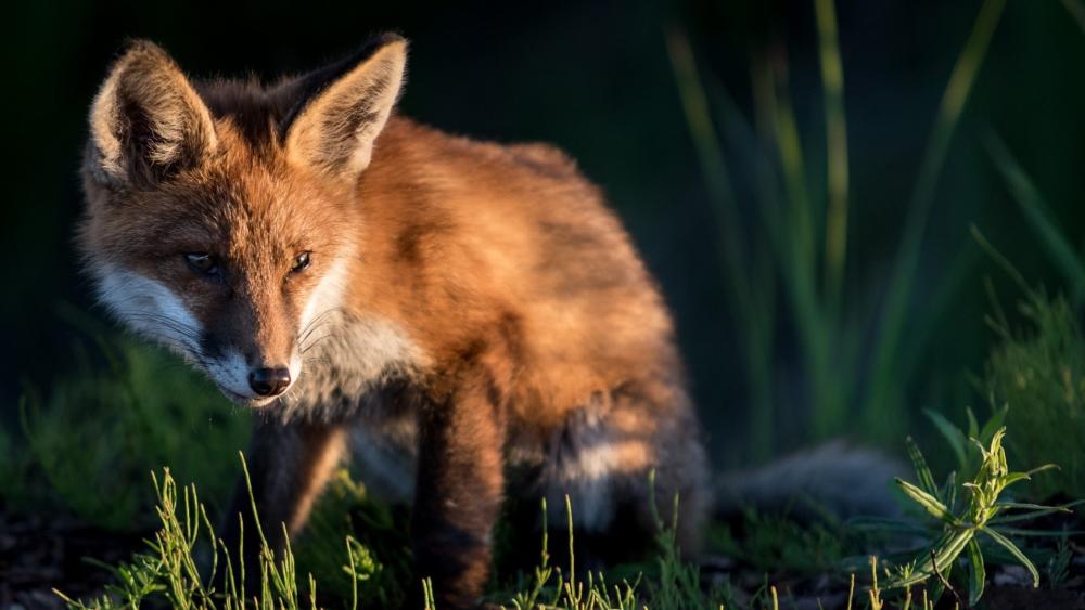 Elegant Red Fox in Nature's Embrace wallpaper