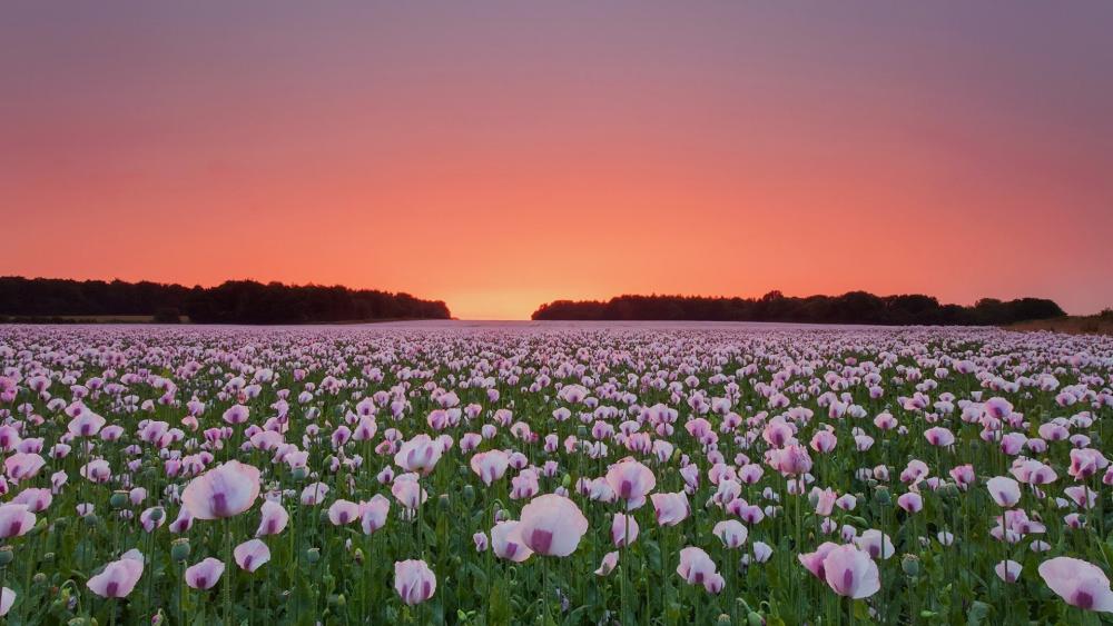 Vivid Blossoms Under a Sunset Sky wallpaper
