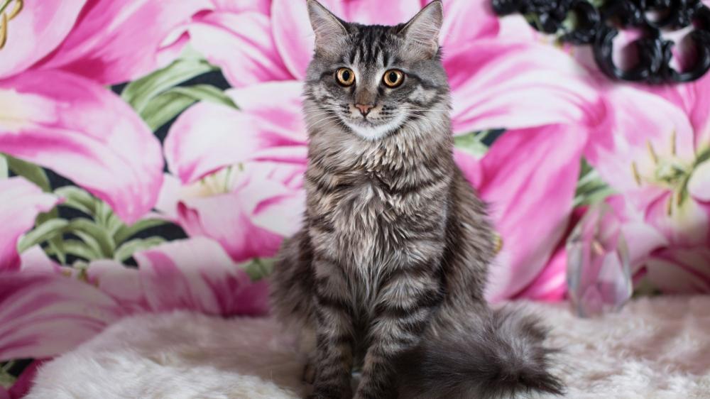 Charming Tabby Cat in Vibrant Floral Setting wallpaper