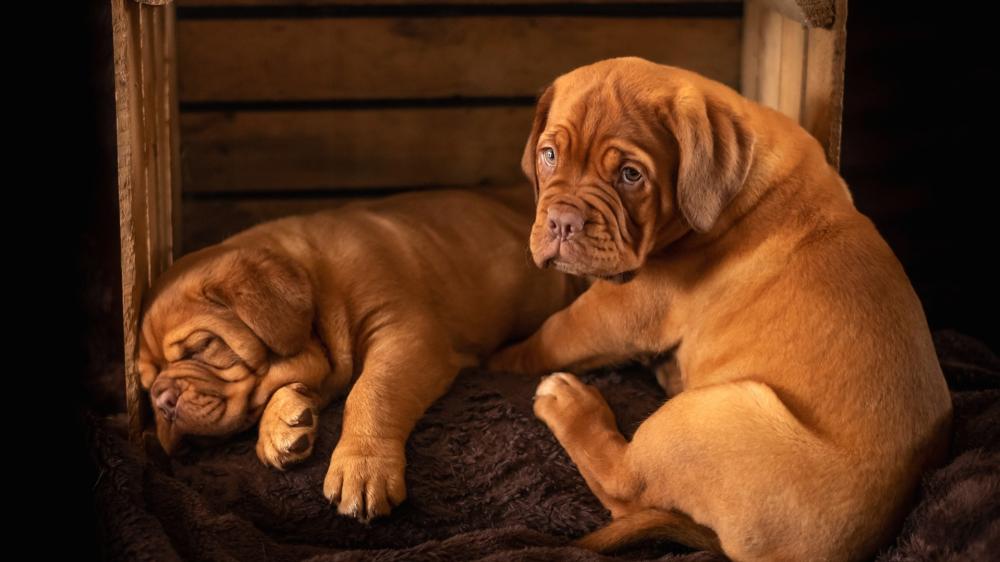 Adorable Puppies in a Rustic Wooden Crate wallpaper