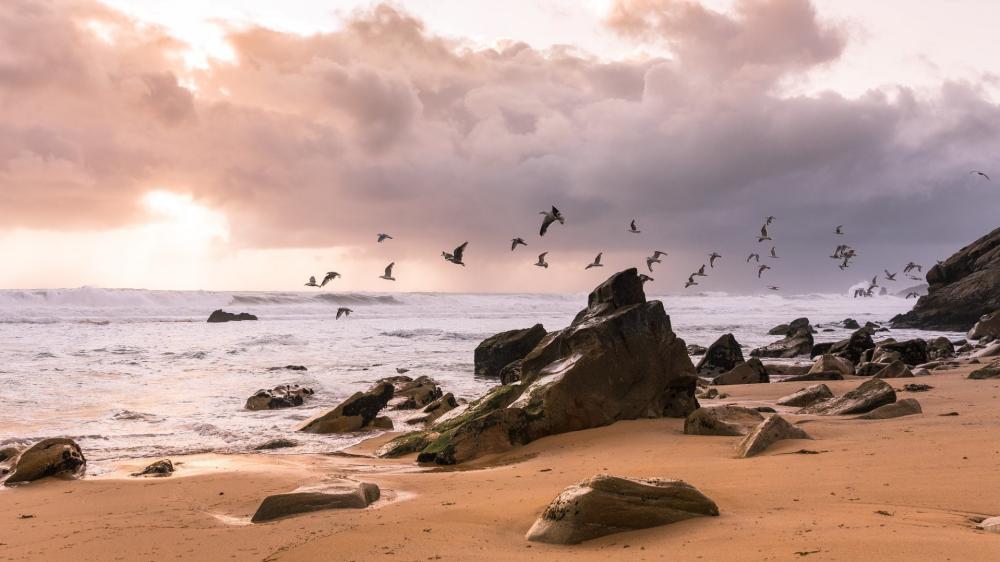 Serene Beach at Sunset with Flying Birds wallpaper