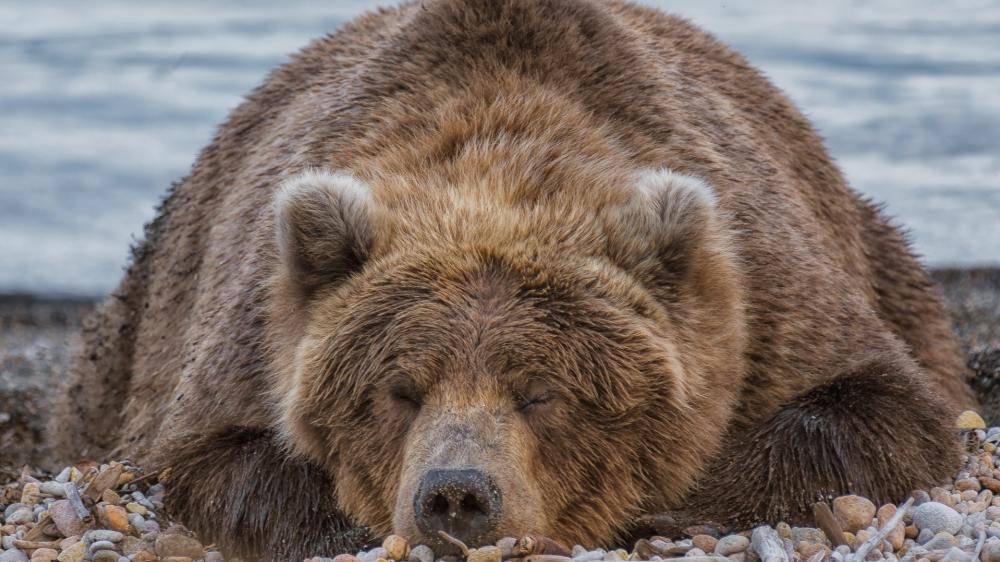Gentle Giant Napping on Pebbles wallpaper